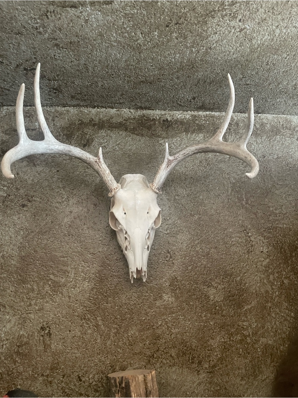 European Deer Antler Skull Wall Mount - White/Cream - Picture 2 of 2